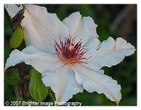 by Brighter Image Photography