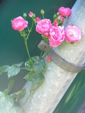 by Heli Aarniranta