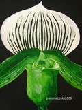 by Pam Mazzola