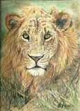 by Donna Richards