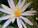 by Darla Brock