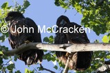 by John McCracken