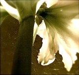 by Ginger Huie