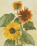 by Carol Thompson