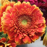 by marie-claire gallet