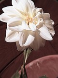 by Carol J. Hicks