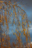 by Murat Tekeev