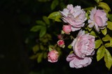 by Marie josé LAURIER