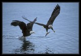 by Harry Eggens
