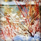 by Mindy Knadler