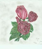 by Nancy Tews