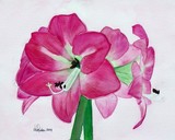 by Nancy Woolweber