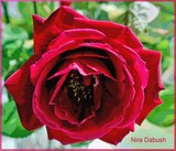 by Nira Dabush