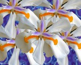 by Nira Dabush