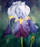 by Tanya Antimirova