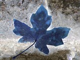 by Trisha Allard