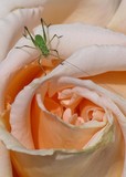 by mary callender