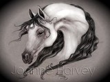 by Joanne Harvey