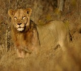 by Marie Strydom