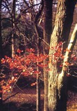 by Fortune McLemore
