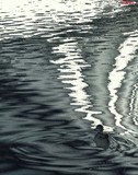 by gianantonio zago marino