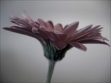 by Babette 