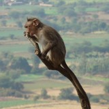 by Adarsh Kumar Pavani