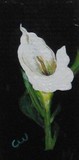 by CYNTHIA WEBER