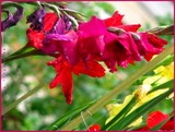 by Heli Aarniranta