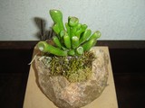 by Pedra Viva mini jardins