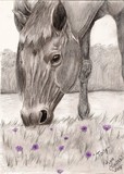 by Kim  Lawrie