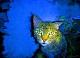 by Christine Laverty