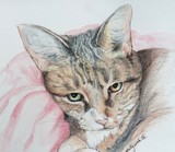 by jill madgwick