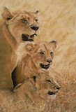 by Tracey Wood