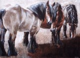 by els boedts