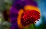 by bogorin camelia