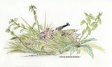 by Rachel  den Ambtman