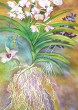 by Lianne Juster