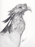 by Nicole Manning
