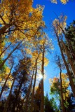 by Randy Schwanke