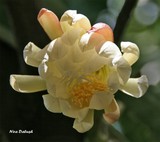by Nira Dabush