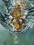 by Fiona Hooper
