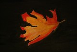 by Joseph Aprile