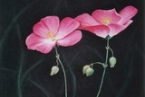 by Laura Glass
