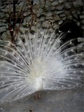by Shakeh Sarookhanian