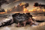 by Danielle Baron