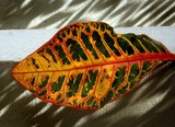by Arvind T. Akki