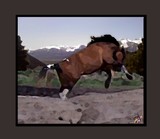 by Graphic Designs By Suz