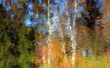 by  Bill  Morgenstern