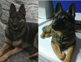 by Custom Pet Sculptures by Circe